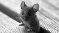 Ultrahangos pest repeller repeller